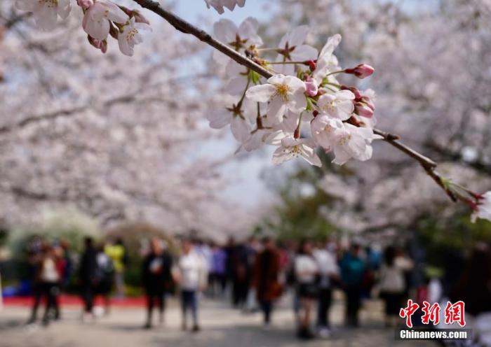 普洱文旅部发布清明节假期出游提醒：抵制不合理低价游