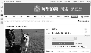 普洱主人拖欠寄养费 小柴犬被拍卖引起网友围观