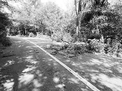 普洱大树挡路引发事故致女子死亡 父母诉讼九年终获赔